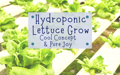 Lettuce Grow? Cool Concept and Pure Joy