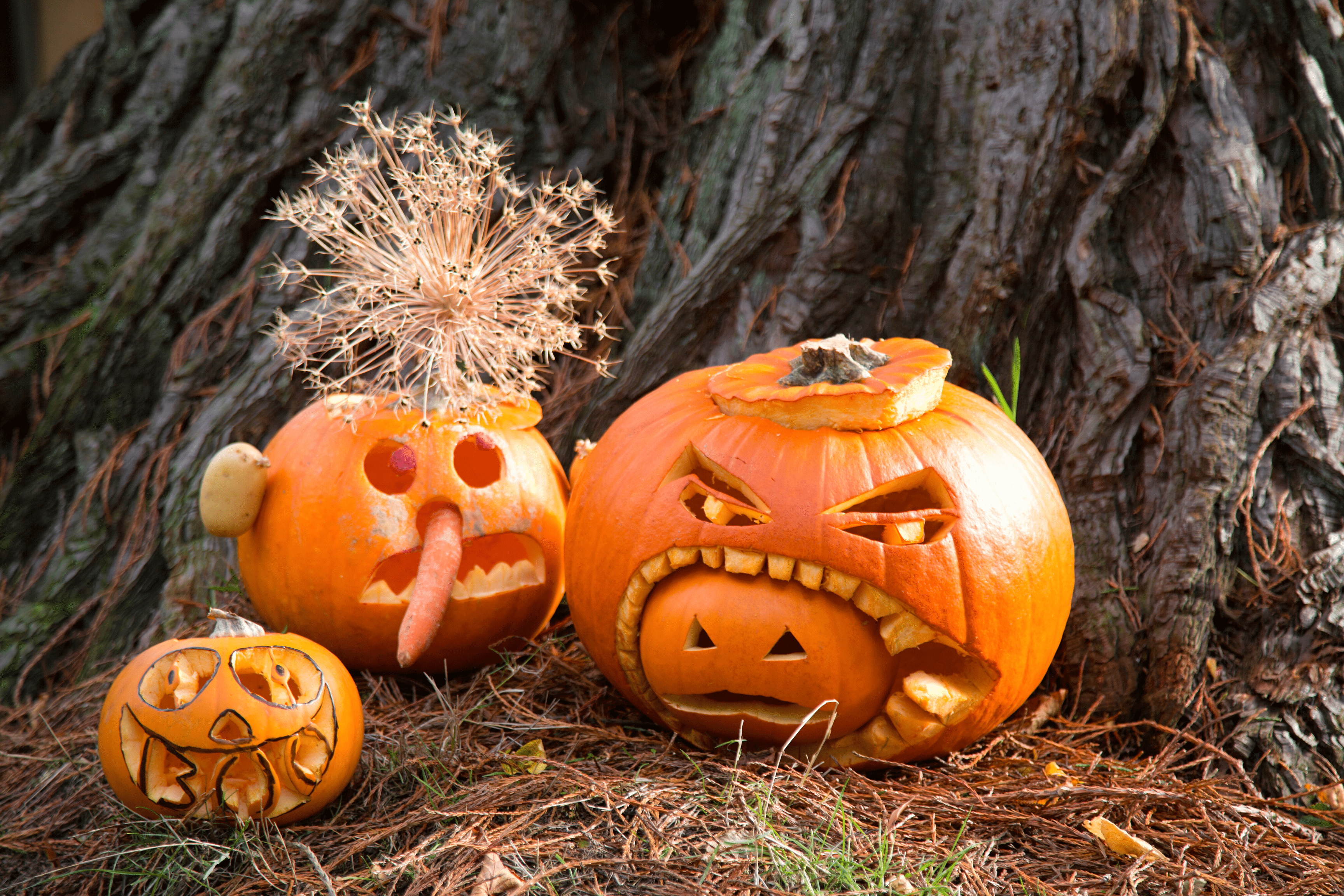 pumpkin decorating, Pumpkin Decorating with kids, Pumpkin carving, Pumpkin Decor, halloween Pumpkin Decorating, halloween Pumpkin carving,